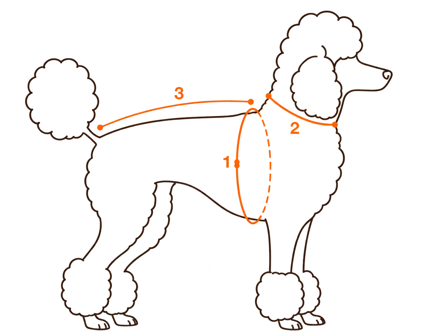 Schéma indiquant où mesurer le dos, le cou et le poitrail de votre chien
